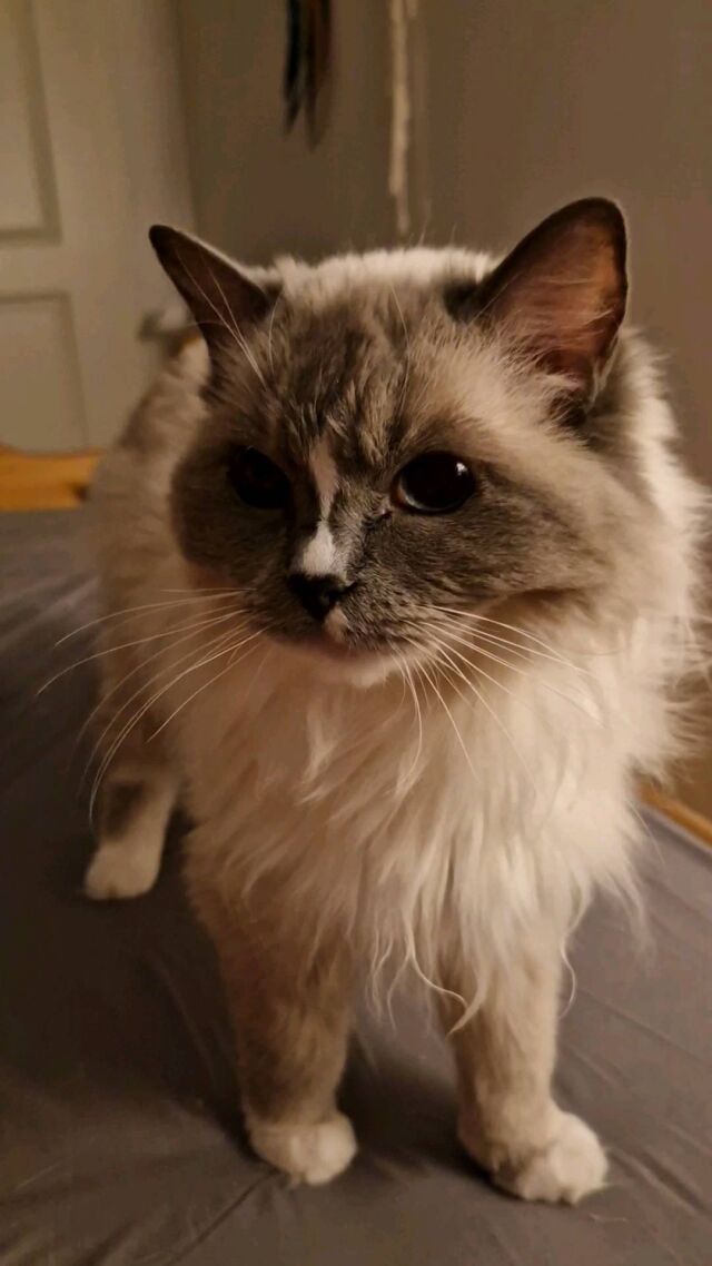 Cutest cat. I love her so much, even when she wakes me up at 4am.
#ragdoll #cutestcat #cat #bestcat